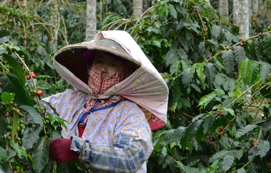 Tips for Comparing Green Coffee Harvest Seasons Across the Globe - ROASTIKA
