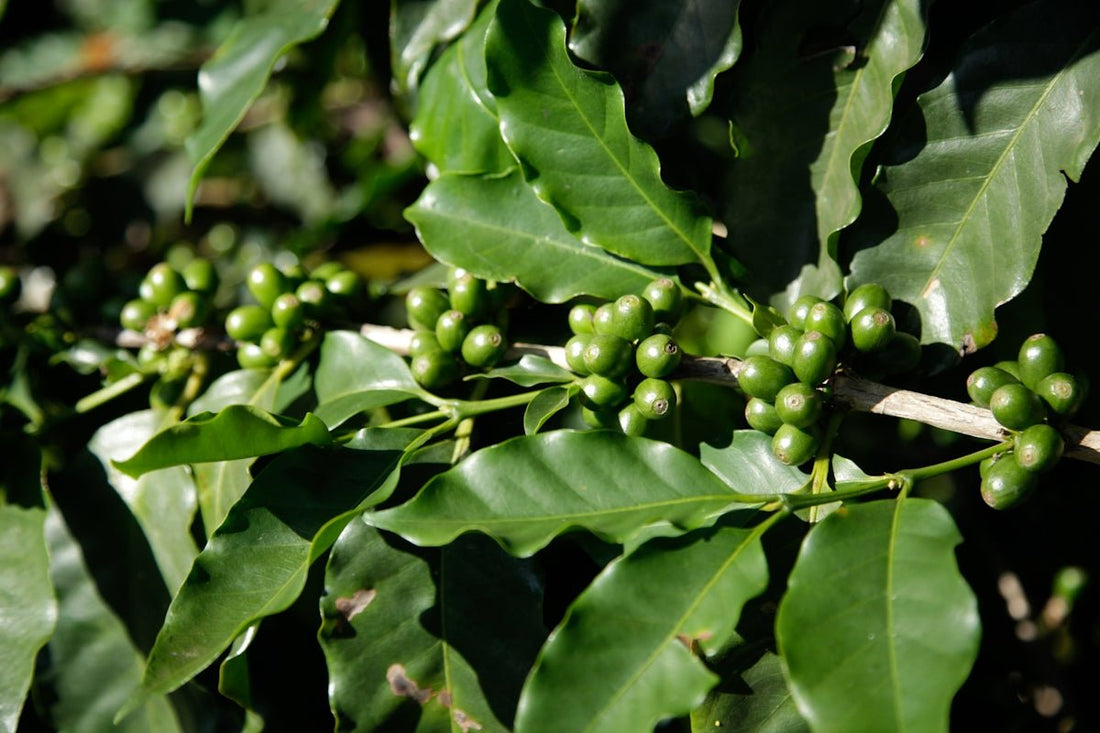 Tips for Synchronizing Your Rotating Green Coffee Shipments - ROASTIKA