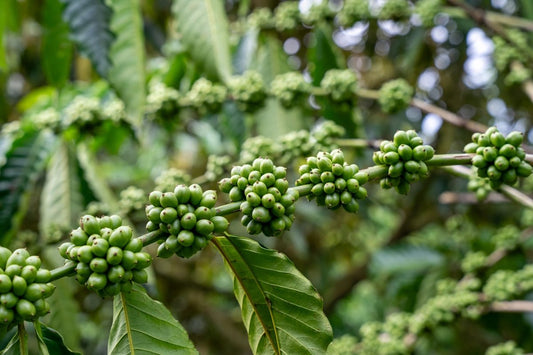 Top Challenges in Green Coffee Harvesting and Their Solutions - ROASTIKA