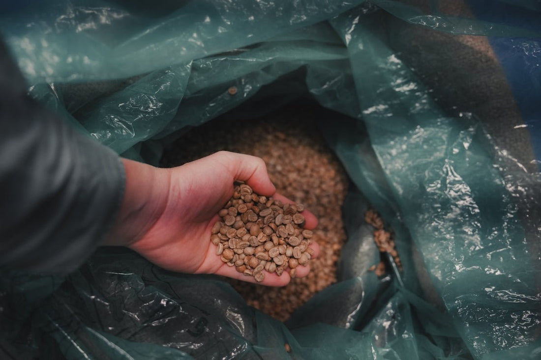 Tutorial on Mastering Green Coffee Order Scheduling with Harvest Proficiency - ROASTIKA