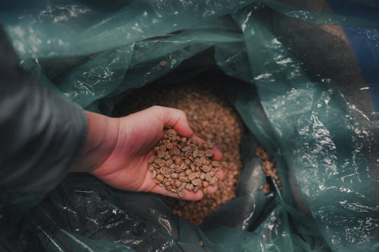 Tutorial on Mastering Green Coffee Order Scheduling with Harvest Proficiency - ROASTIKA