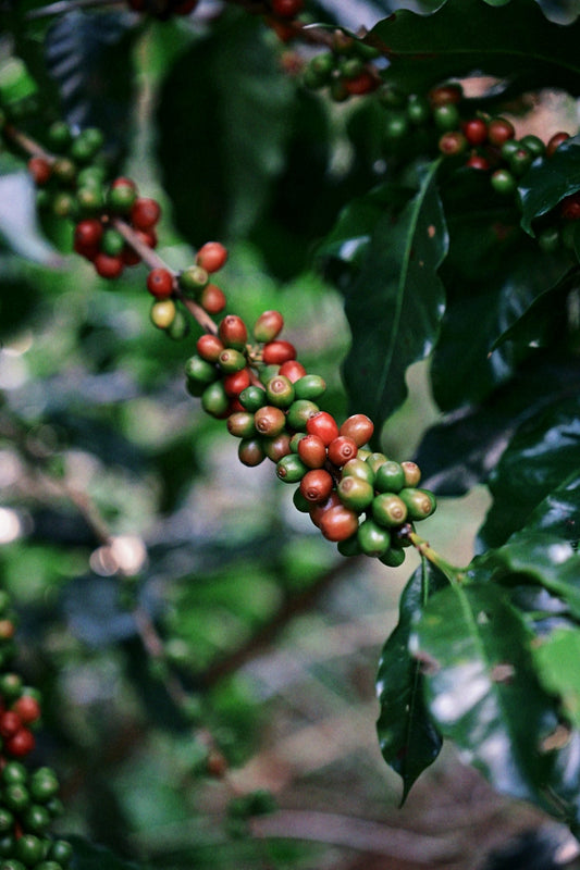 Ultimate FAQs for Green Coffee Harvesting and Delivery Schedules - ROASTIKA