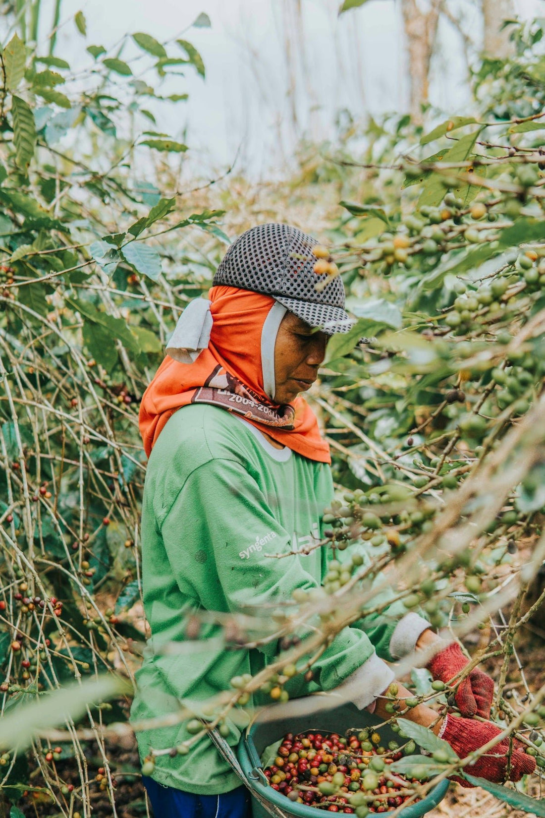 Understanding Global Unroasted Green Coffee Harvest Timelines for Importers - ROASTIKA