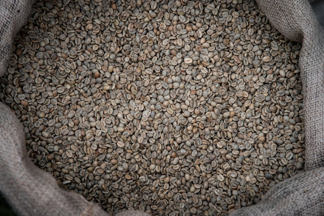 Understanding Green Coffee Harvest Timetables for Effective Sourcing - ROASTIKA