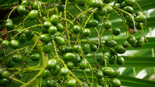Understanding the Factors Impacting Green Coffee Harvest Times and Shipments - ROASTIKA