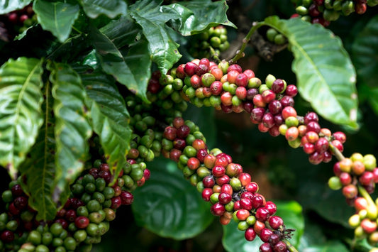Understanding the Harvesting Timeline for Major Green Coffee Origins - ROASTIKA