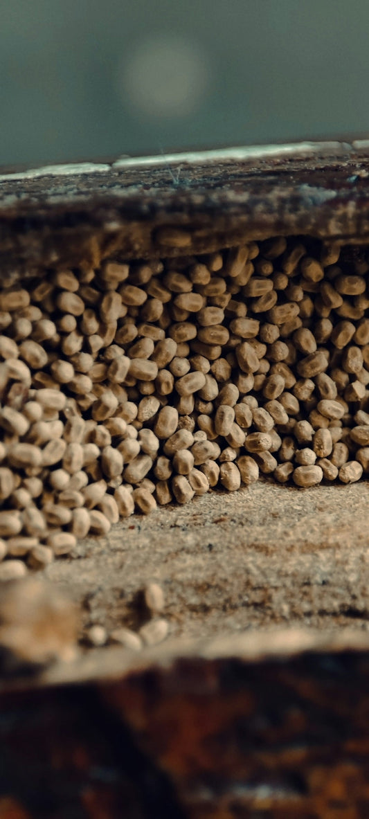 Understanding the Timeline of Unroasted Coffee Harvests - ROASTIKA