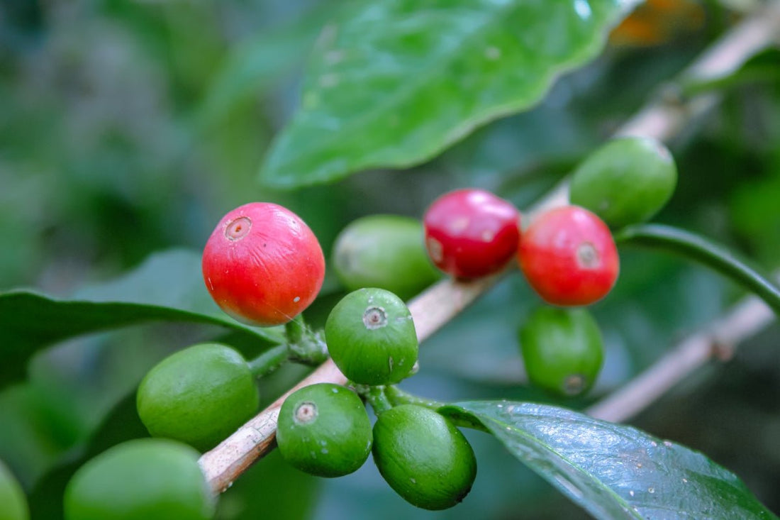 Understanding Timing Challenges in Global Green Coffee Harvesting - ROASTIKA