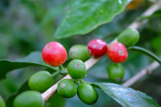 Understanding Timing Challenges in Global Green Coffee Harvesting - ROASTIKA
