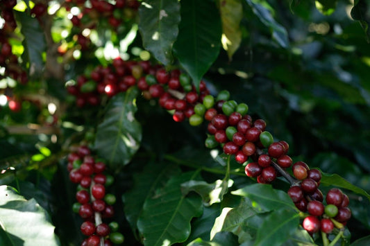 Unearth the Secrets of Green Coffee Seasons Across Countries - ROASTIKA