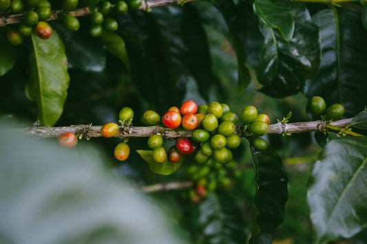Unraveling the Harvest Period of Green Coffee in Various Origins - ROASTIKA
