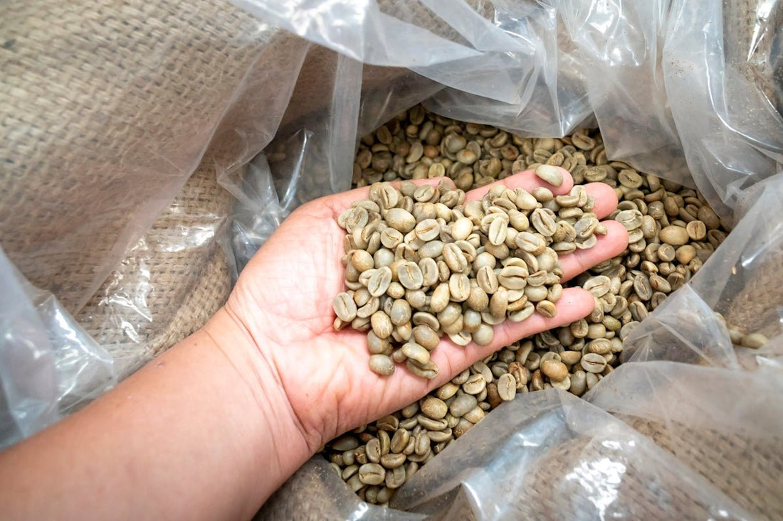 Untangle the Complexities of Green Coffee Supply and Harvesting - ROASTIKA