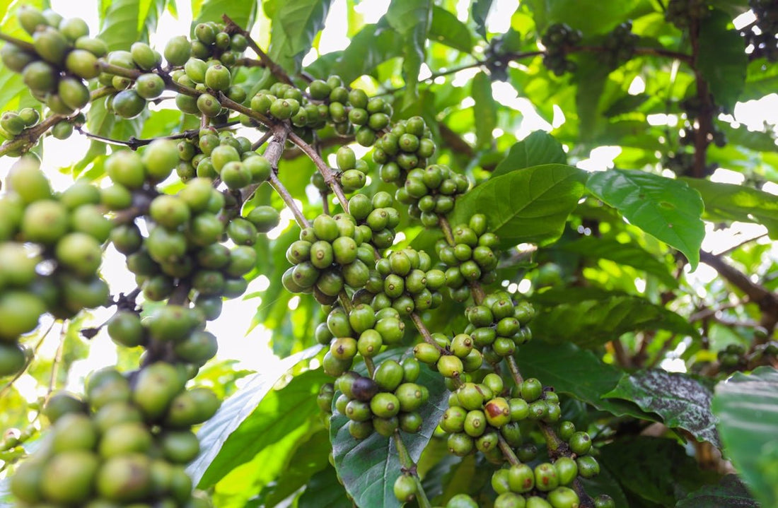 Versatile Strategies for Perfecting Your Green Coffee Harvest and Import Timeline - ROASTIKA