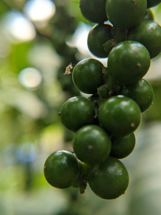 What Every Coffee Enthusiast Should Know About Harvest Timelines. - ROASTIKA