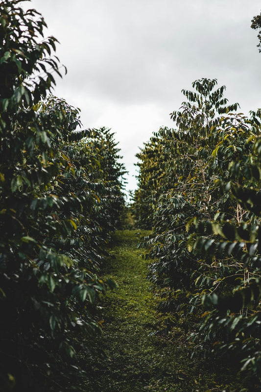 What Every Trader Should Know About Green Coffee Harvest Cycles by Region - ROASTIKA