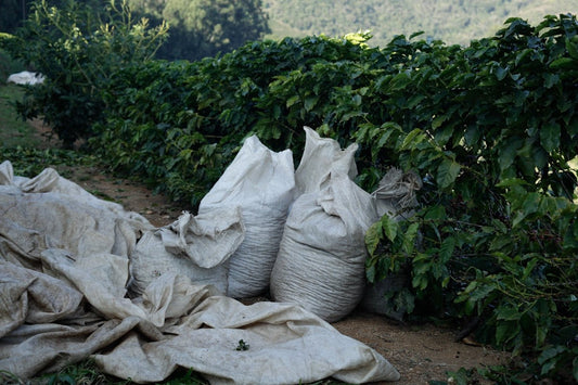 What You Need to Know About Diverse Green Coffee Origins and Harvest Schedules - ROASTIKA