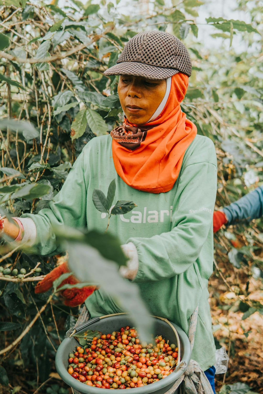 Why Timing Matters When Scheduling Green Coffee Shipments by Origin - ROASTIKA
