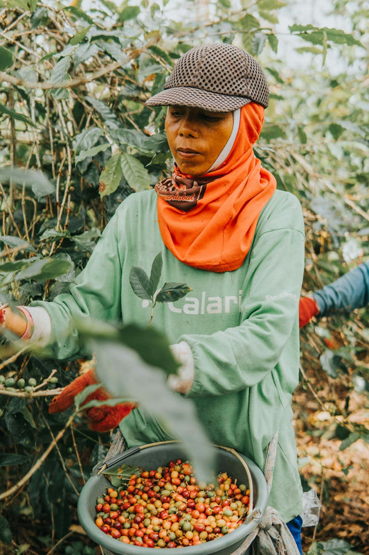 Why Timing Matters When Scheduling Green Coffee Shipments by Origin - ROASTIKA