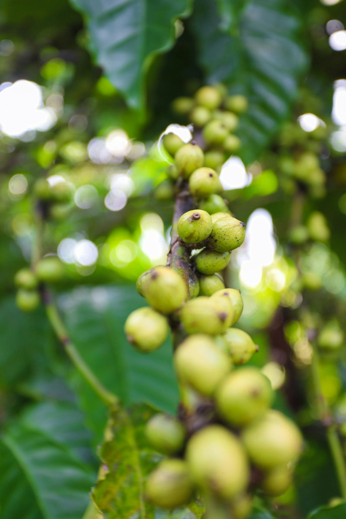 Your Go-To Guide for Effective Green Coffee Shipment Management - ROASTIKA