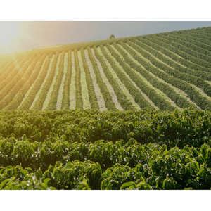 Brazil Cerrado - ROASTIKA