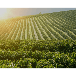 Brazil Cerrado Green Coffee Beans - ROASTIKA