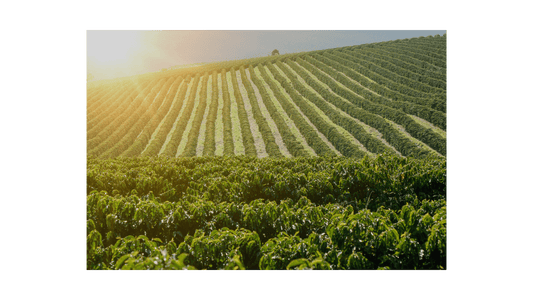 Brazil Ipe Amarelo - ROASTIKA