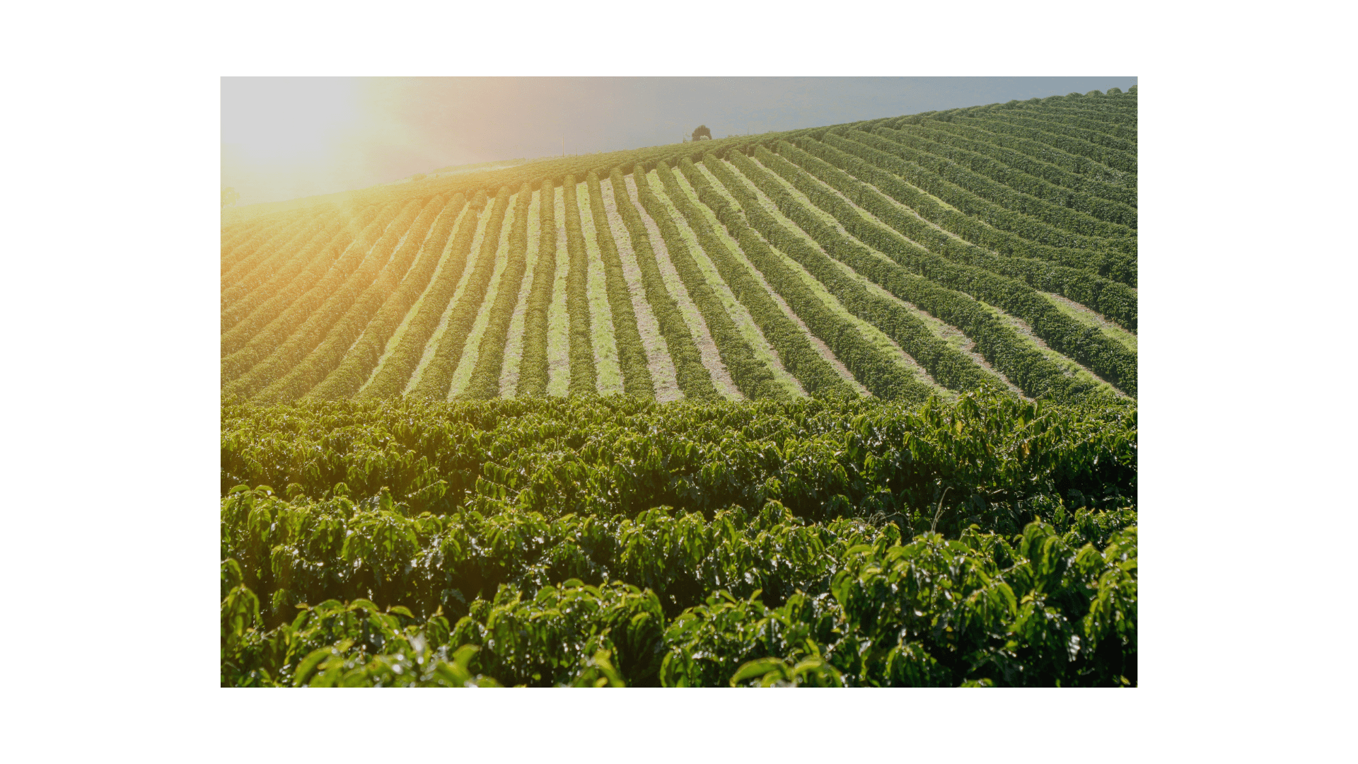 Brazil Ipe Amarelo - ROASTIKA