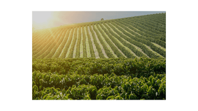 Brazil Ipe Amarelo - ROASTIKA