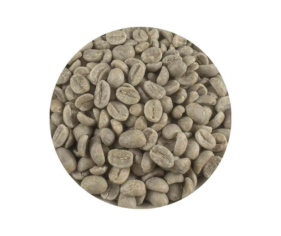 Colombia Supremo raw green Arabica coffee beans close-up, unroasted, Roastika specialty
