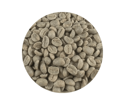 Colombia Supremo raw green Arabica coffee beans close-up, unroasted, Roastika specialty