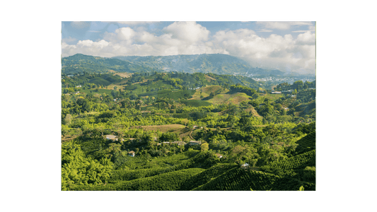 Lush green coffee farm landscape where Colombia Supremo green coffee beans are cultivated
