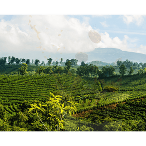 Costa Rica Tarrazu - ROASTIKA