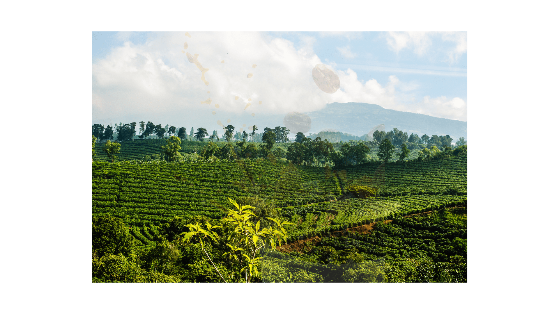 Costa Rica Tarrazu - ROASTIKA