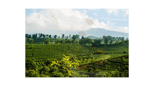 Costa Rica Tarrazu - ROASTIKA