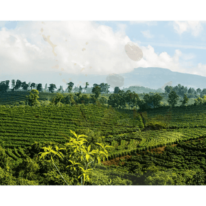 Costa Rica Tarrazu Green Coffee Beans - ROASTIKA