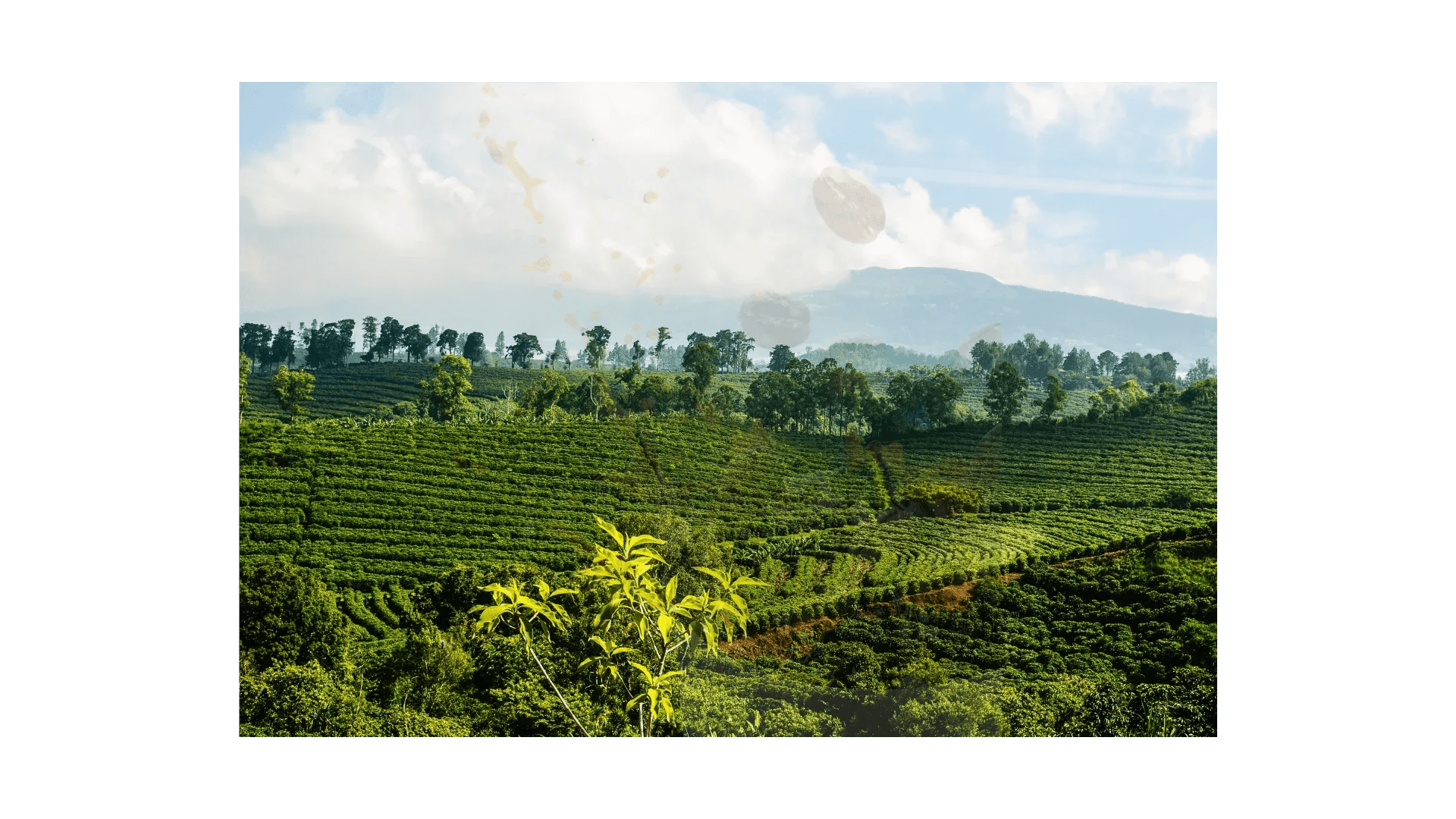 Costa Rica Tarrazu Green Coffee Beans - ROASTIKA