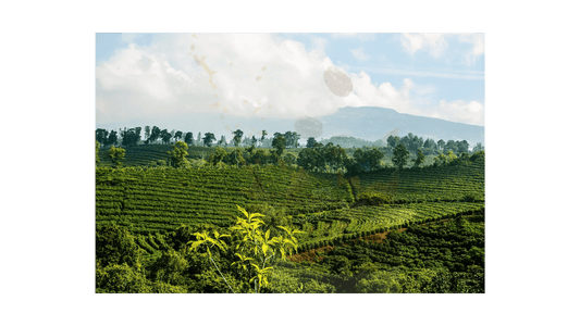 Costa Rica Tarrazu Green Coffee Beans - ROASTIKA