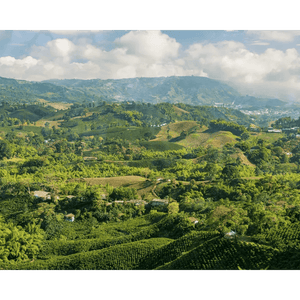 Lush Colombian coffee farm landscape with green hills for Roastika Arabica beans