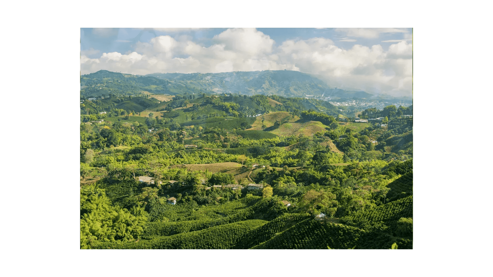Lush Colombian coffee farm landscape with green hills for Roastika Arabica beans