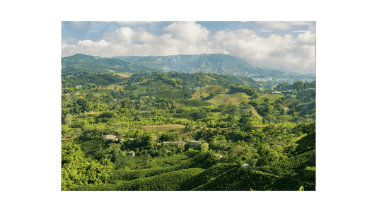 Lush Colombian coffee farm landscape with green hills for Roastika Arabica beans