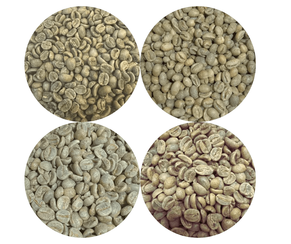 Green Coffee Sampler Pack - 4 Origins - ROASTIKA