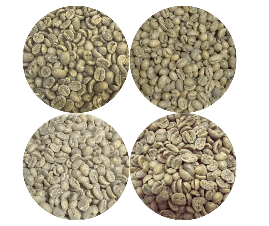 Green Coffee Sampler Pack - 4 Origins - ROASTIKA