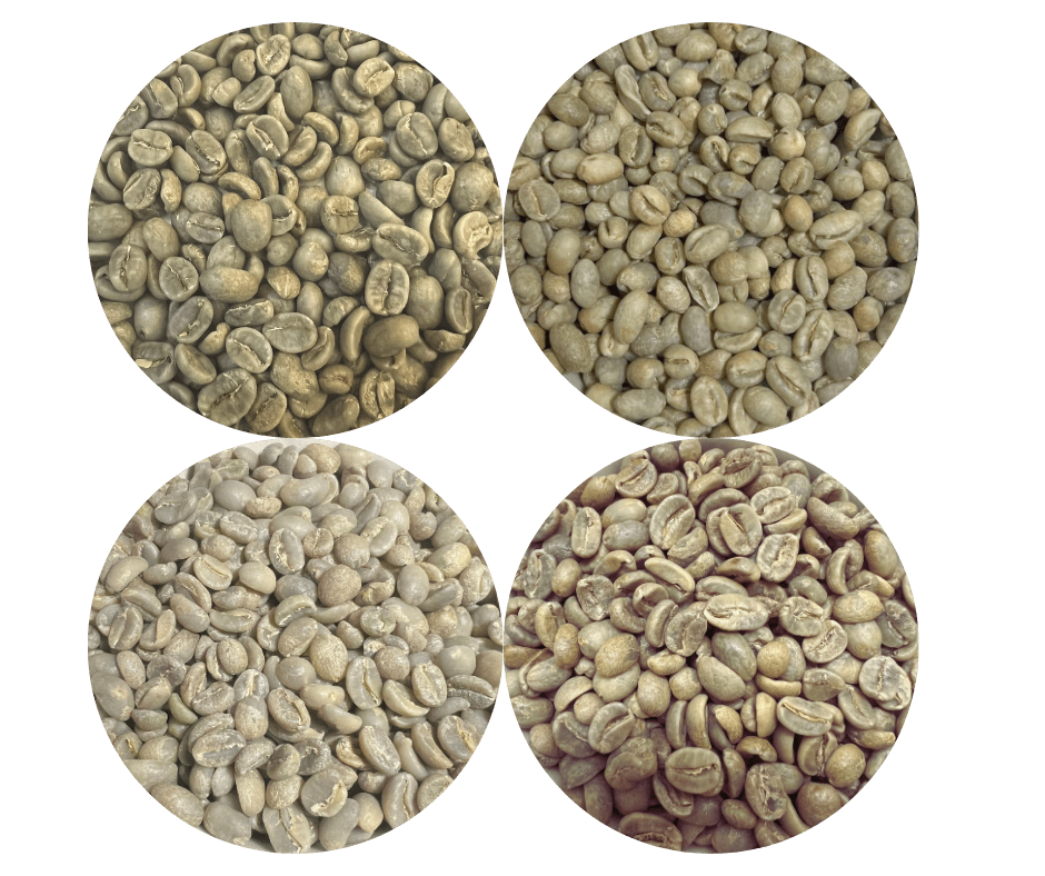 Green Coffee Sampler Pack - 4 Origins - ROASTIKA