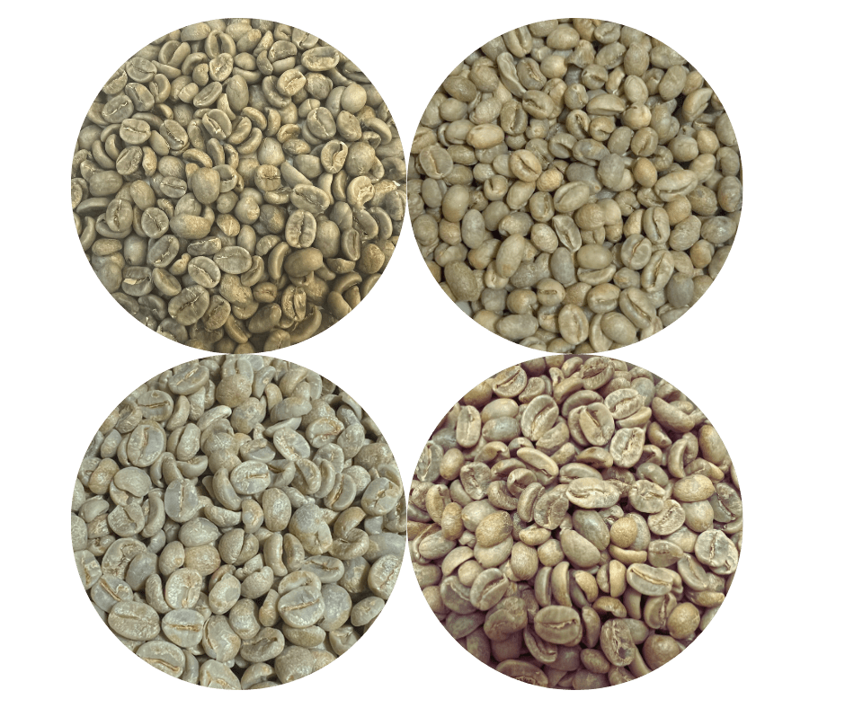 Green Coffee Sampler Pack - 4 Origins - ROASTIKA