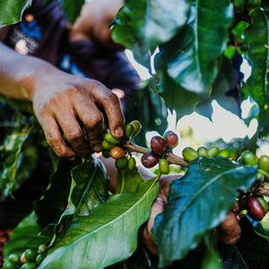 Guatemala Huehuetenango Valle Vista Fancy SHB LIFT - ROASTIKA