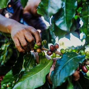 Guatemala Huehuetenango Valle Vista Fancy SHB LIFT Green Coffee Beans - ROASTIKA