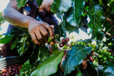 Guatemala Huehuetenango Valle Vista Fancy SHB LIFT Green Coffee Beans - ROASTIKA