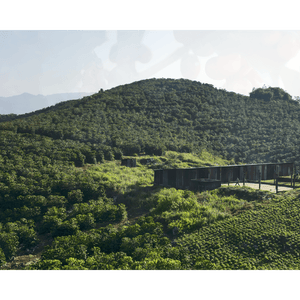 Guatemala San Marcos Robusta - ROASTIKA