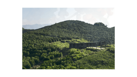 Guatemala San Marcos Robusta - ROASTIKA