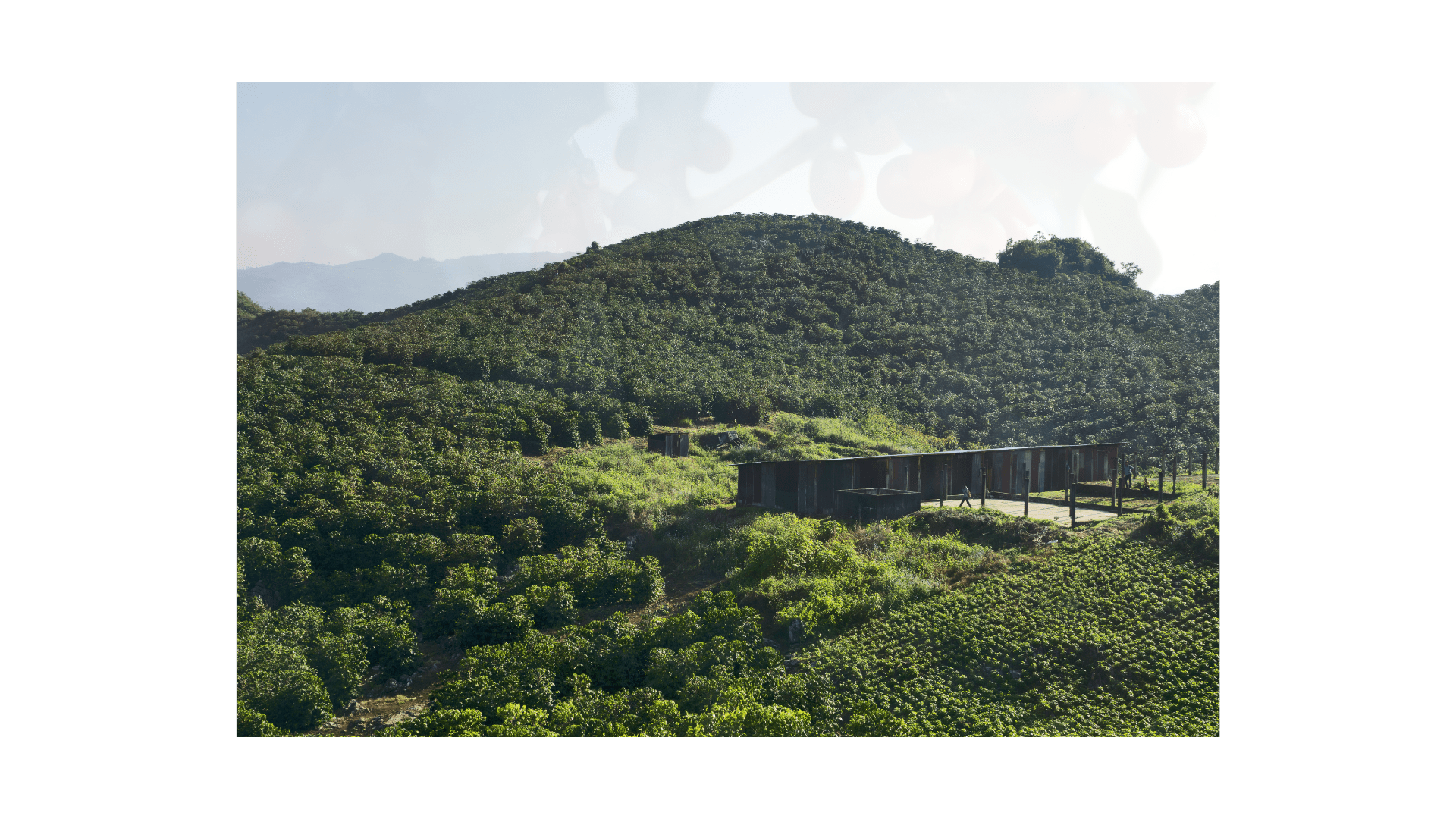 Guatemala San Marcos Robusta - ROASTIKA